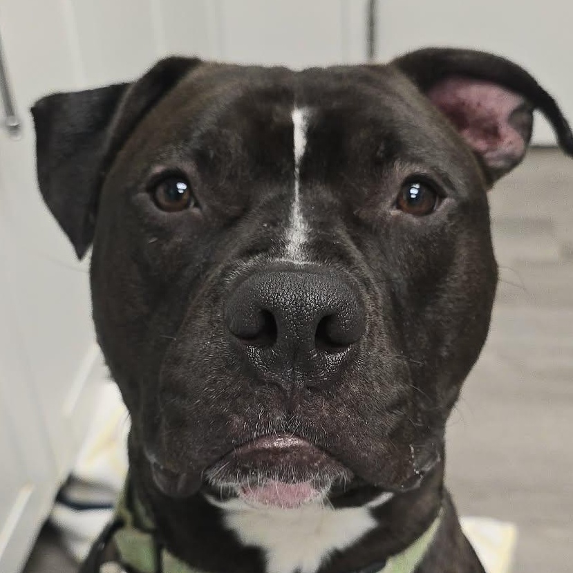 Enlarge Seamus, a Adoptable Pit Bull Terrier in Orange, VA image 1/6