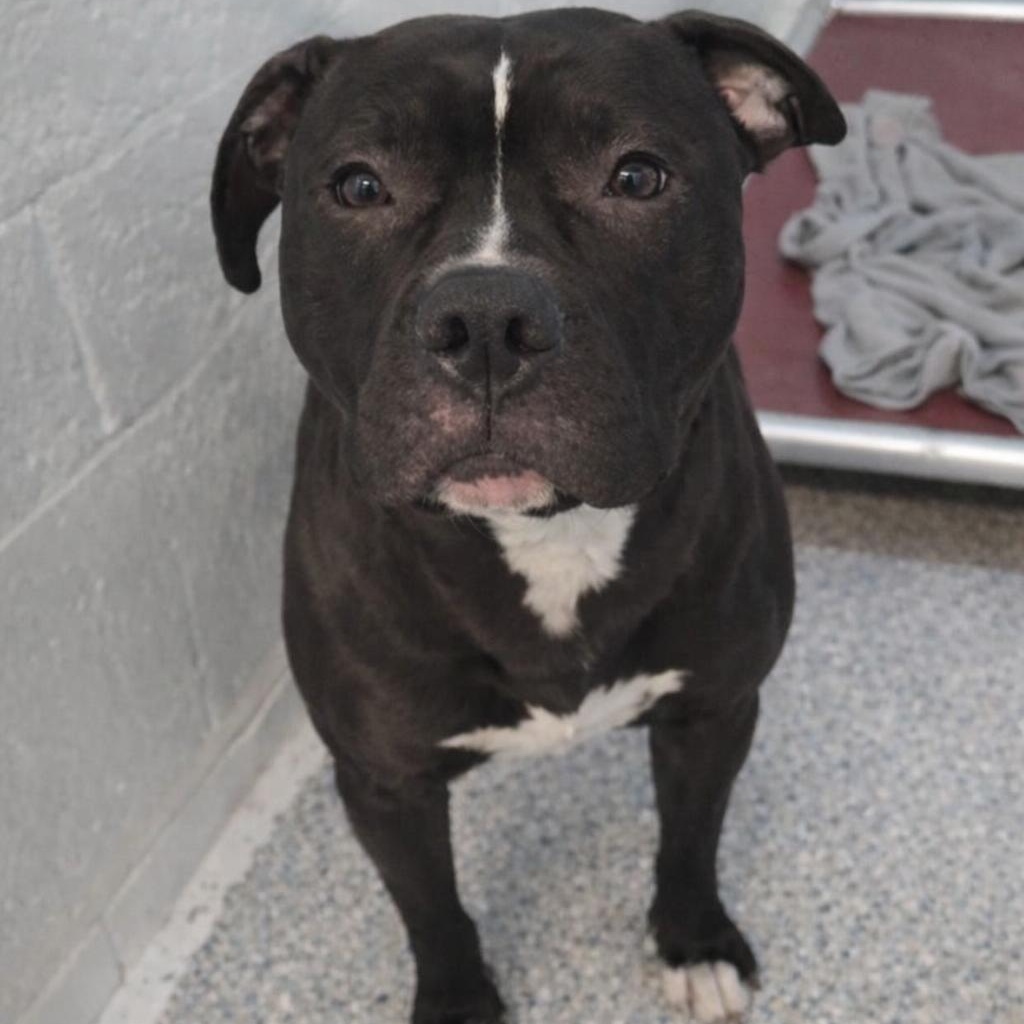 Enlarge Seamus, an adoptable Pit Bull Terrier in Orange, VA image 4/4