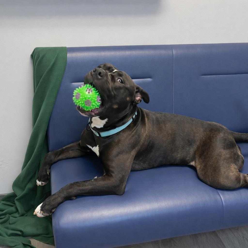 Seamus, an adoptable Pit Bull Terrier in Orange, VA image 5/6