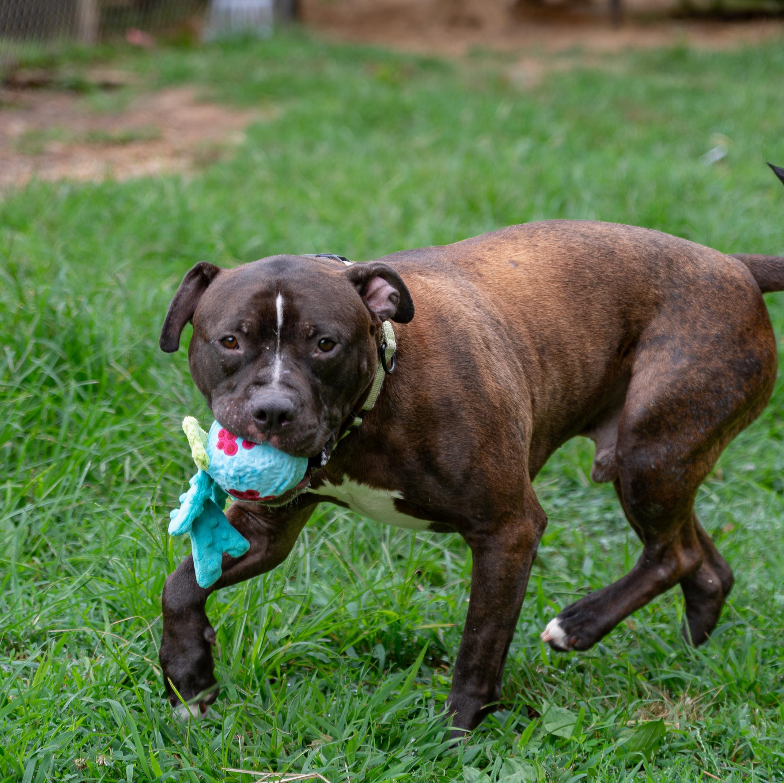 Seamus-, an adoptable Pit Bull Terrier in Orange, VA image 2/6