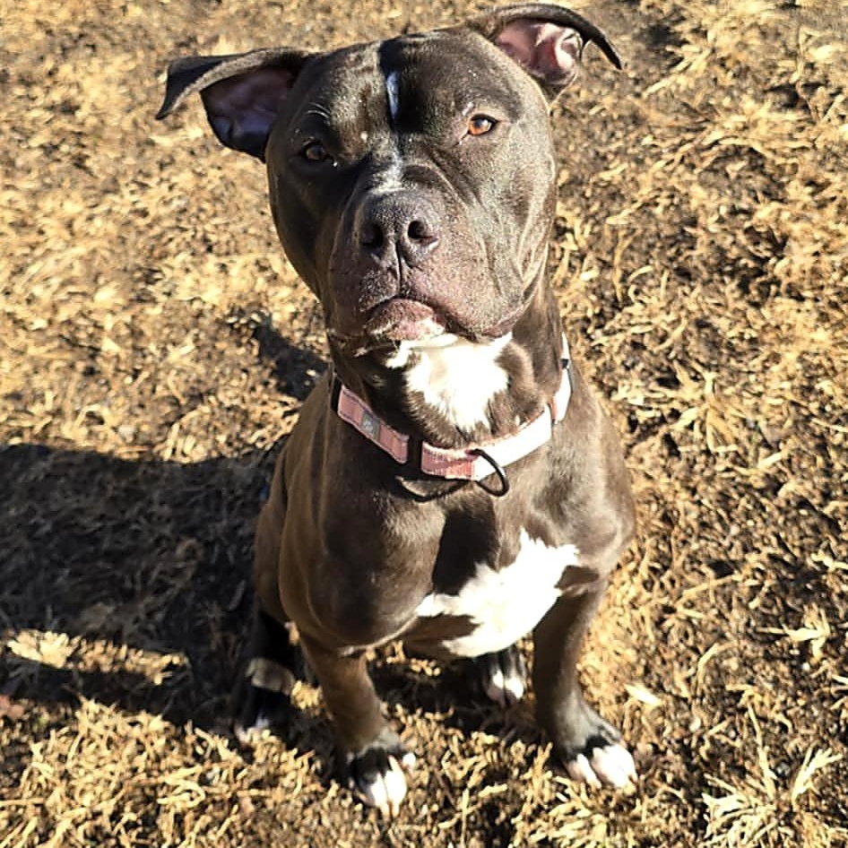 Enlarge Seamus, an adoptable Pit Bull Terrier in Orange, VA image 1/4