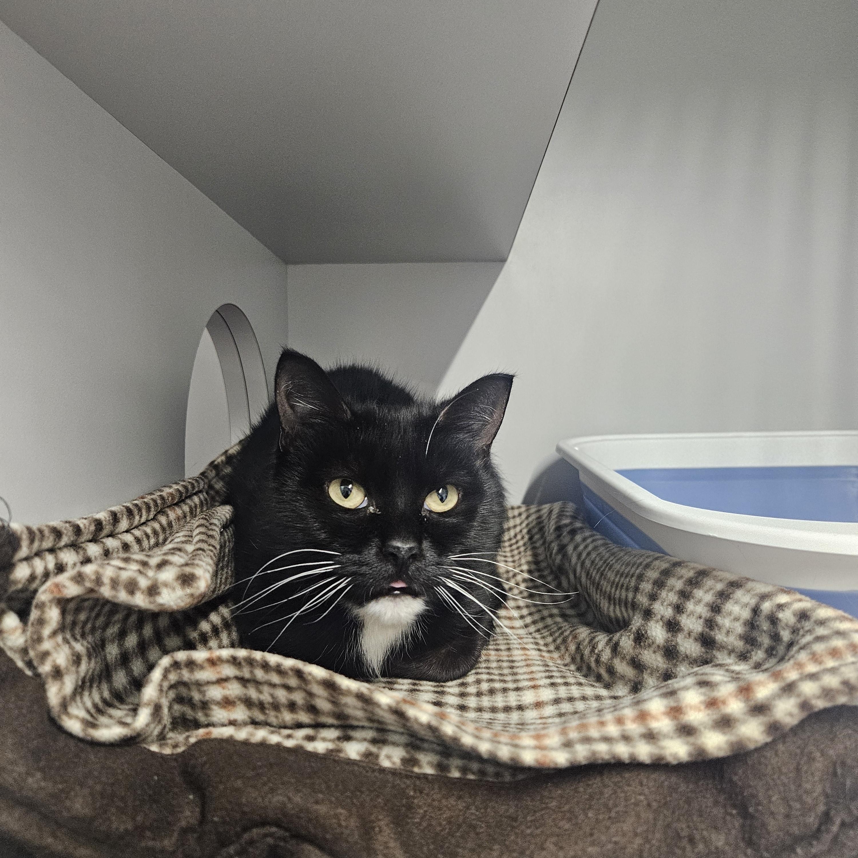 Enlarge Squeakers, a ADOPTABLE Domestic Short Hair in Kalamazoo, MI image 1/1