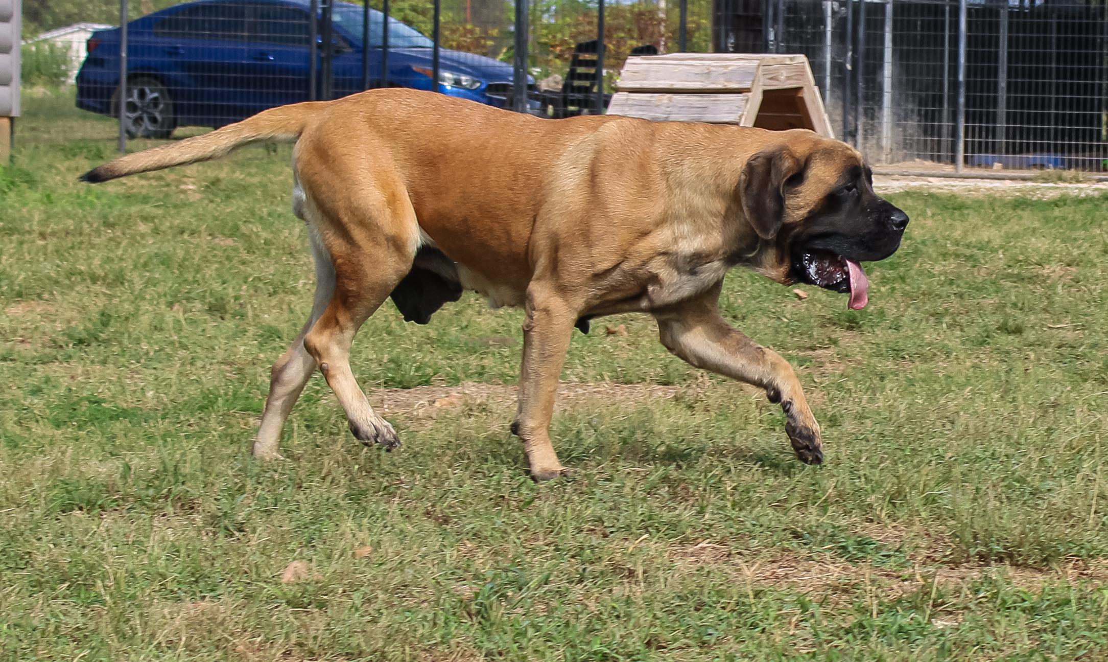 Apple Dog, Adoptable, Adult Female Mastiff.