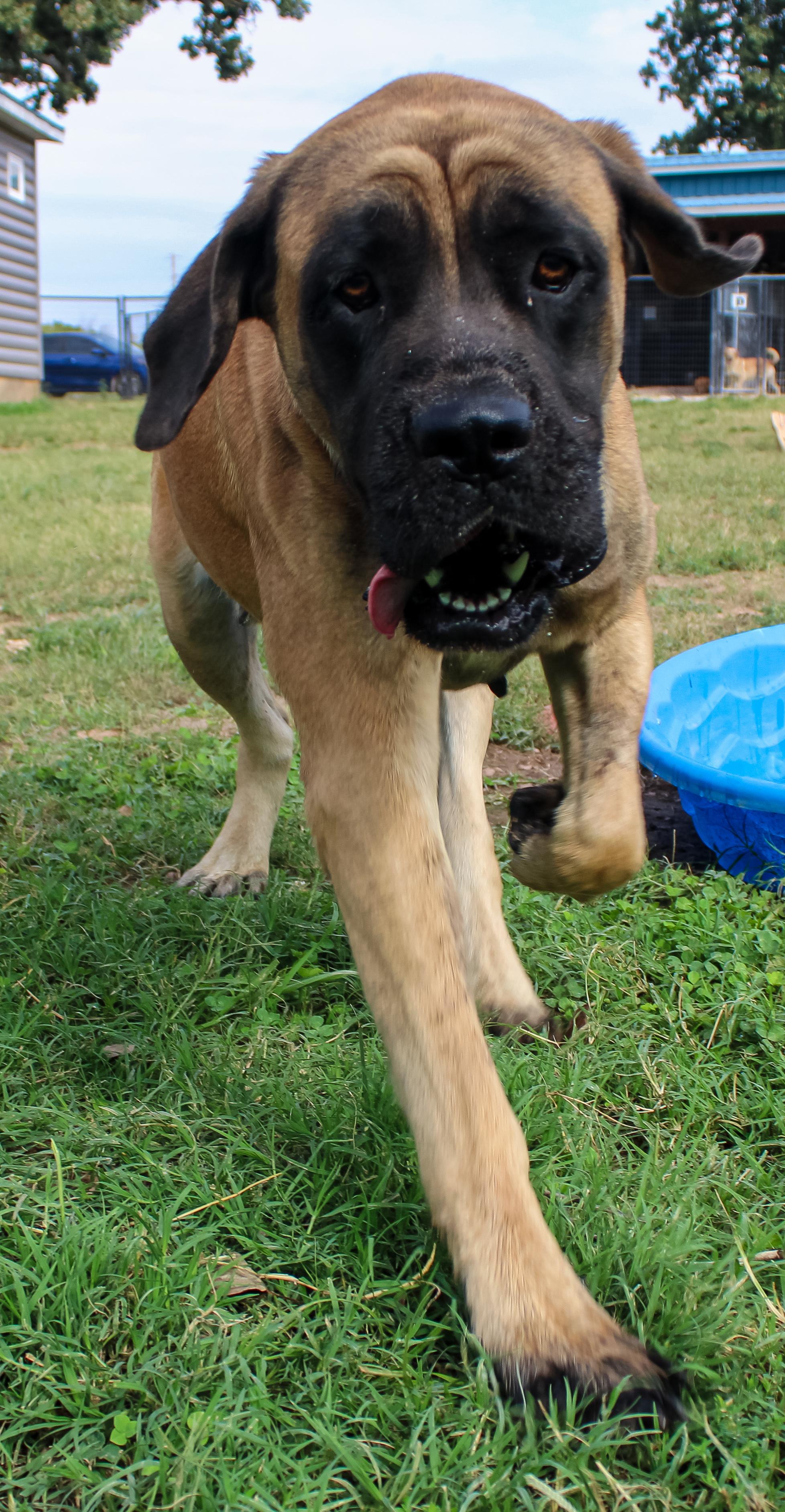 Enlarge Apple Dog, a Adoptable Mastiff in Neosho, MO image 3/4