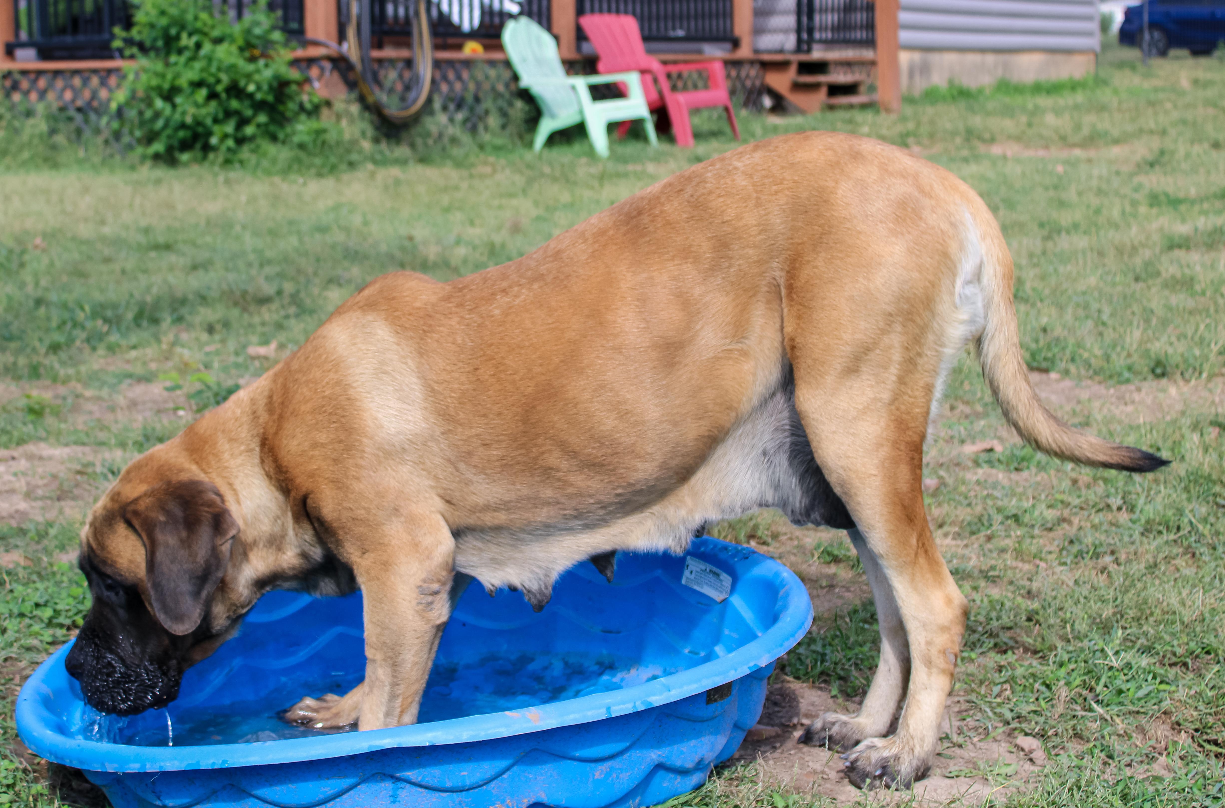 Enlarge Apple Dog, a Adoptable Mastiff in Neosho, MO image 4/4