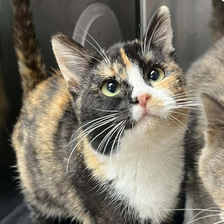 Miriam, adoptable, Kitten Female Calico & Domestic Short Hair.