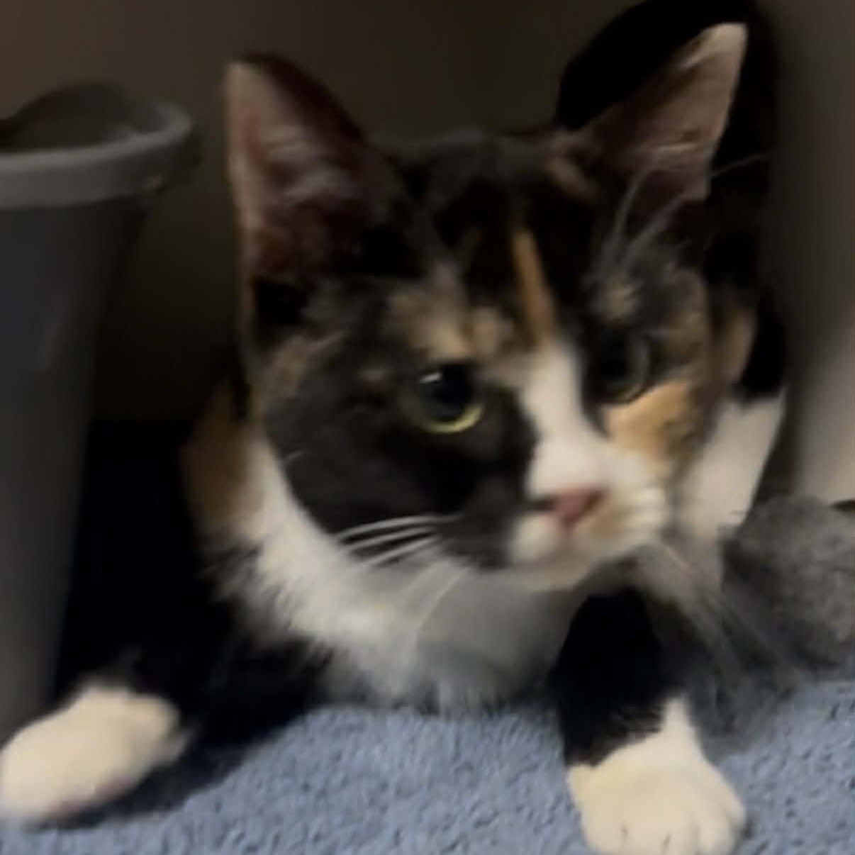 Enlarge Miriam, an adoptable mixed breed in Antioch, CA image 2/2