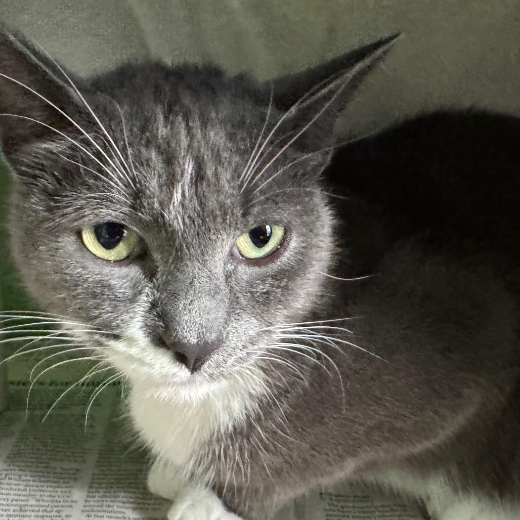Enlarge Mimi, a Adoptable Domestic Short Hair in Brimfield, MA image 1/1
