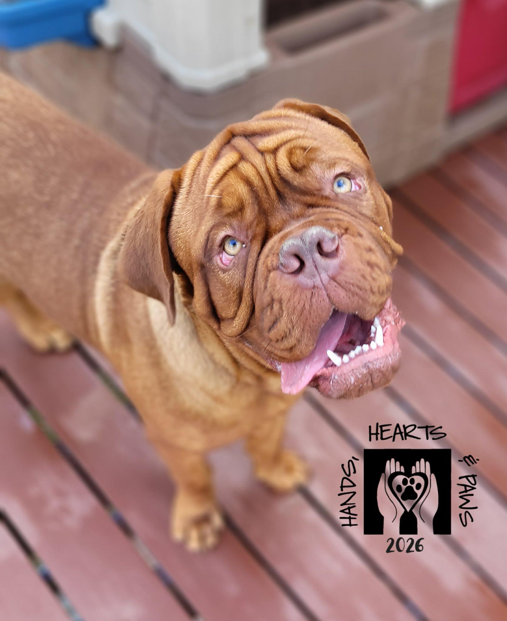 Enlarge Seine-MEDICAL HOLD, a ADOPTABLE Dogue de Bordeaux in Omaha, NE image 2/2