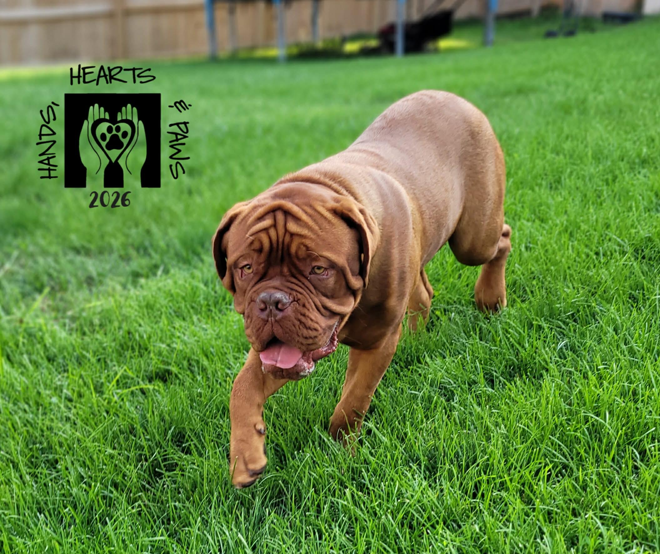 Seine-MEDICAL HOLD, ADOPTABLE, Young Male Dogue de Bordeaux.