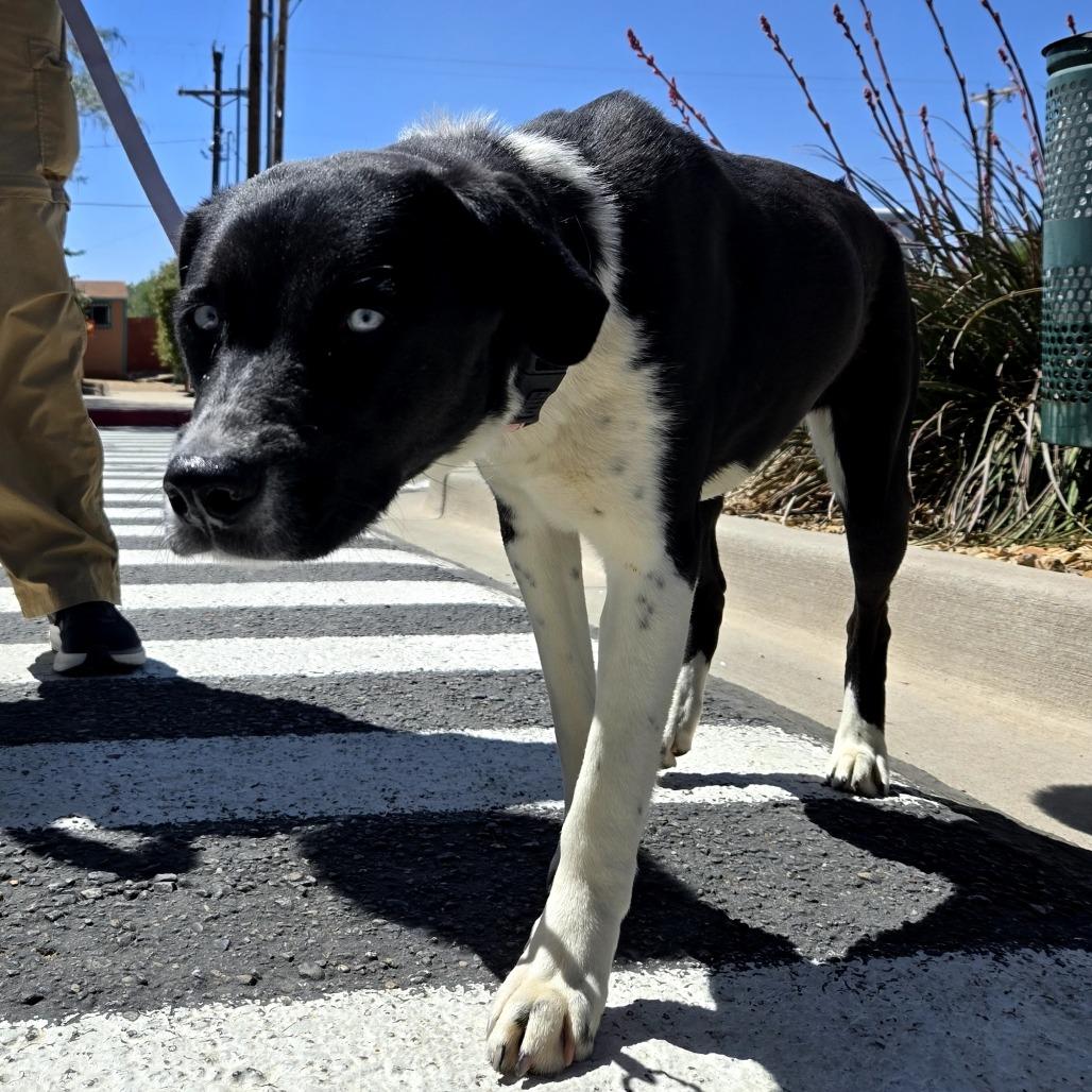 Enlarge Holly, a Adoptable mixed breed in Albuquerque, NM image 1/6