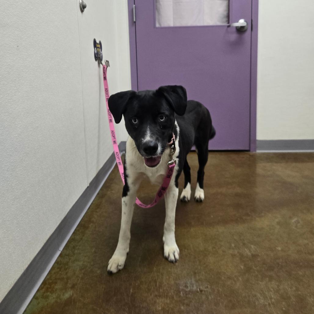 Enlarge Holly, a Adoptable mixed breed in Albuquerque, NM image 2/6