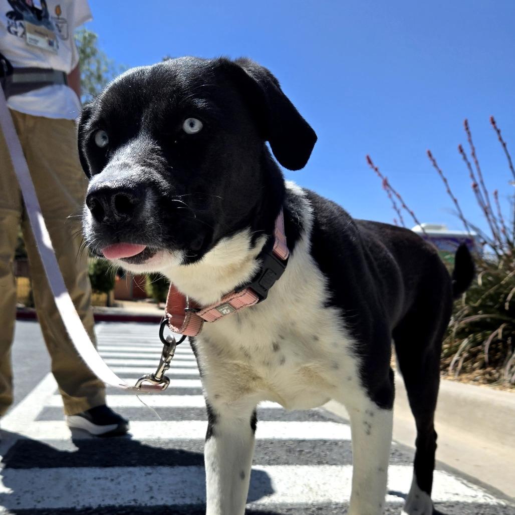 Enlarge Holly, a Adoptable mixed breed in Albuquerque, NM image 3/6