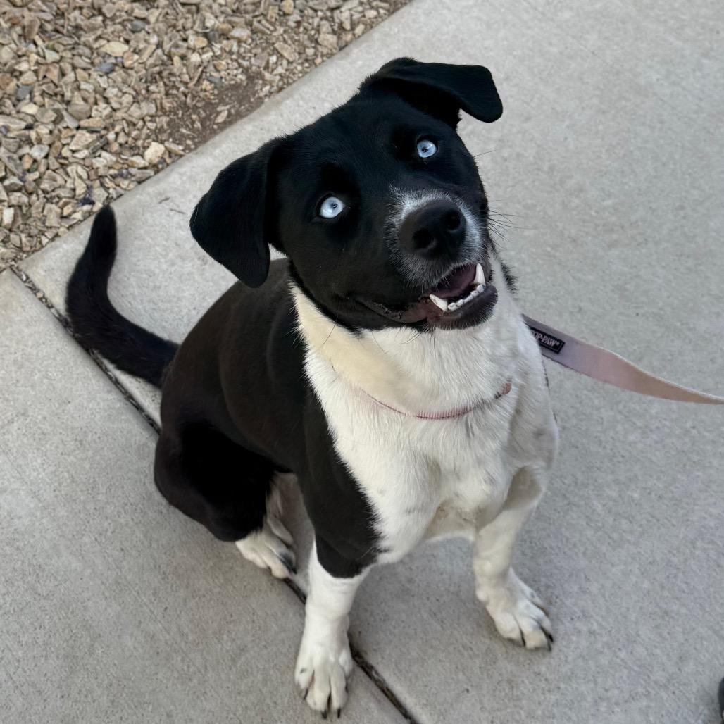 Enlarge Holly, a Adoptable mixed breed in Albuquerque, NM image 4/6