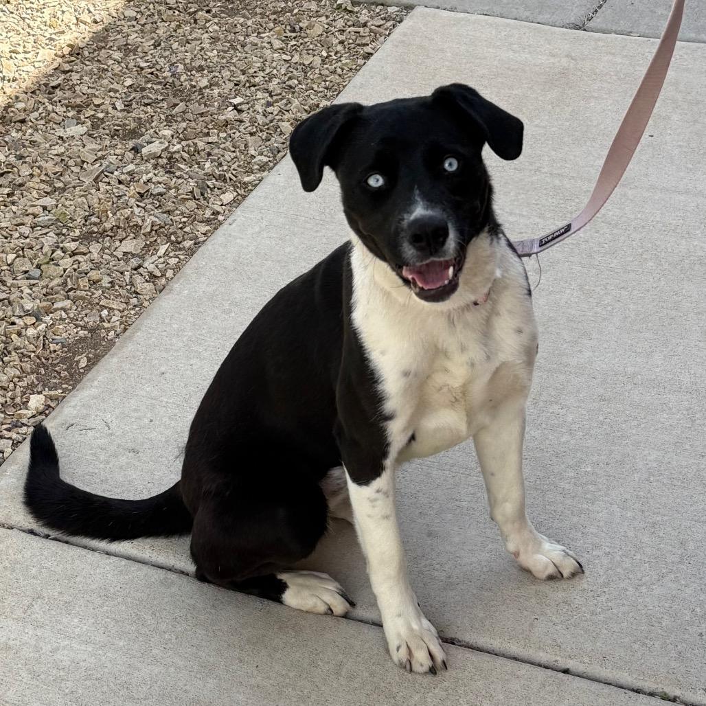 Enlarge Holly, a Adoptable mixed breed in Albuquerque, NM image 5/6