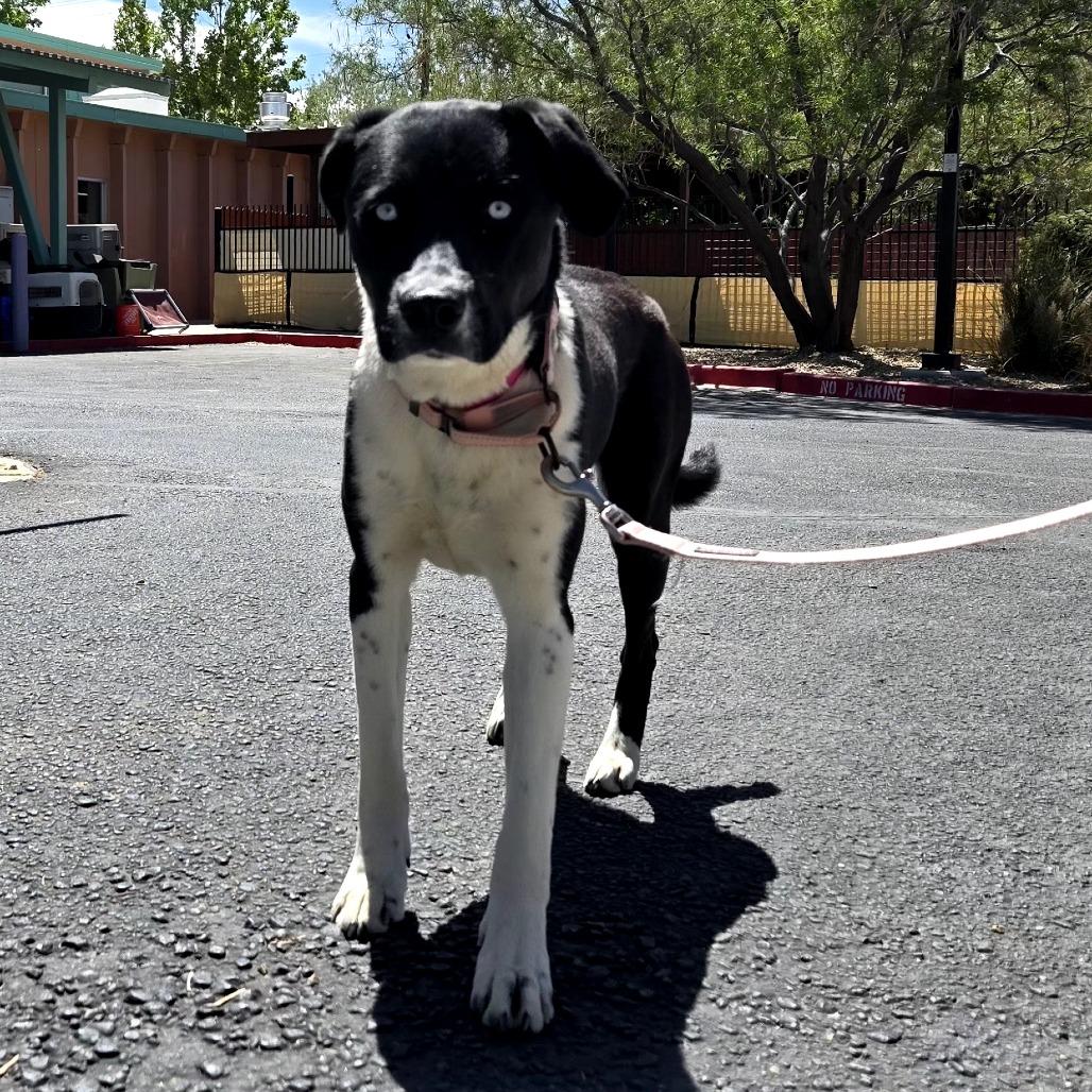 Enlarge Holly, a Adoptable mixed breed in Albuquerque, NM image 6/6