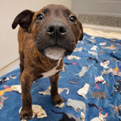 Enlarge Echo, a Adoptable mixed breed in Voorhees, NJ image 1/3
