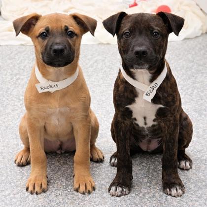 Enlarge Echo, a Adoptable mixed breed in Voorhees, NJ image 3/3