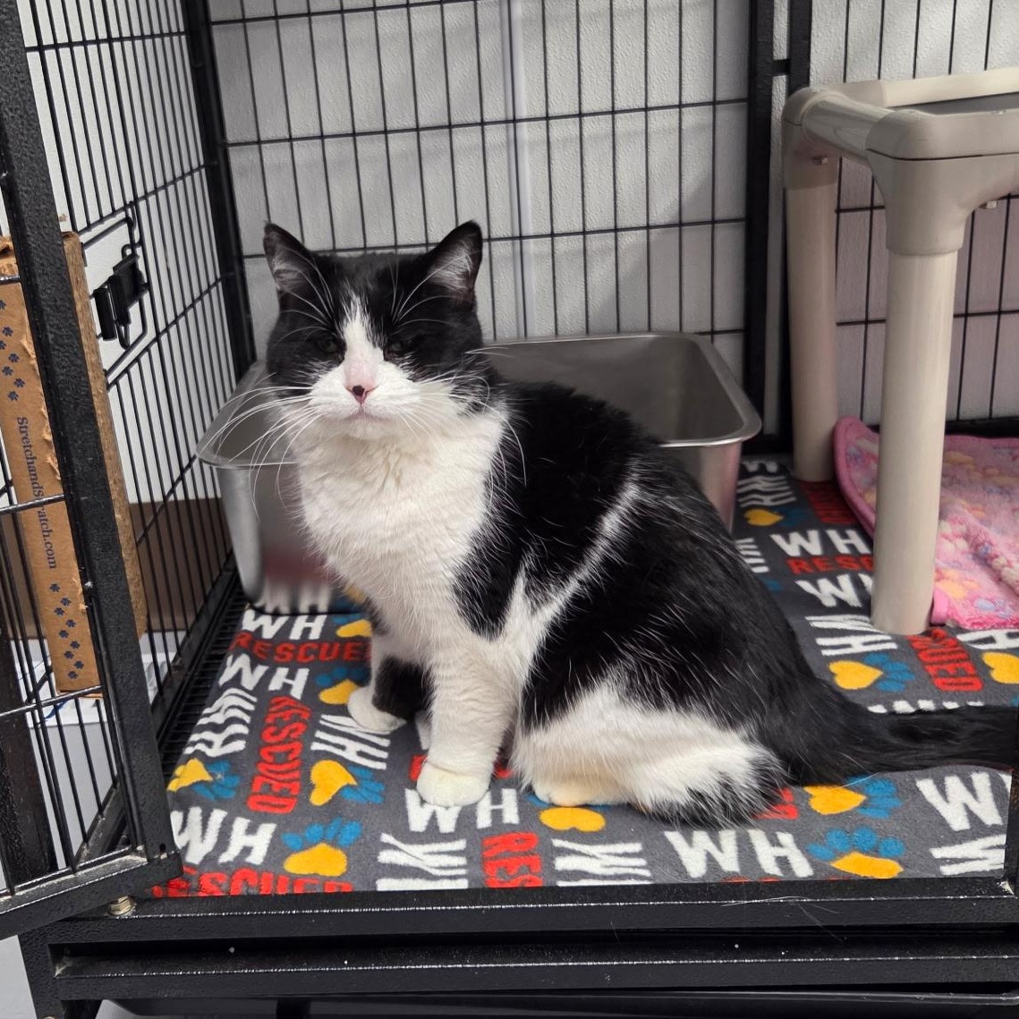 KeKe, an adopted Tuxedo in Grosse Ile, MI image 2/2