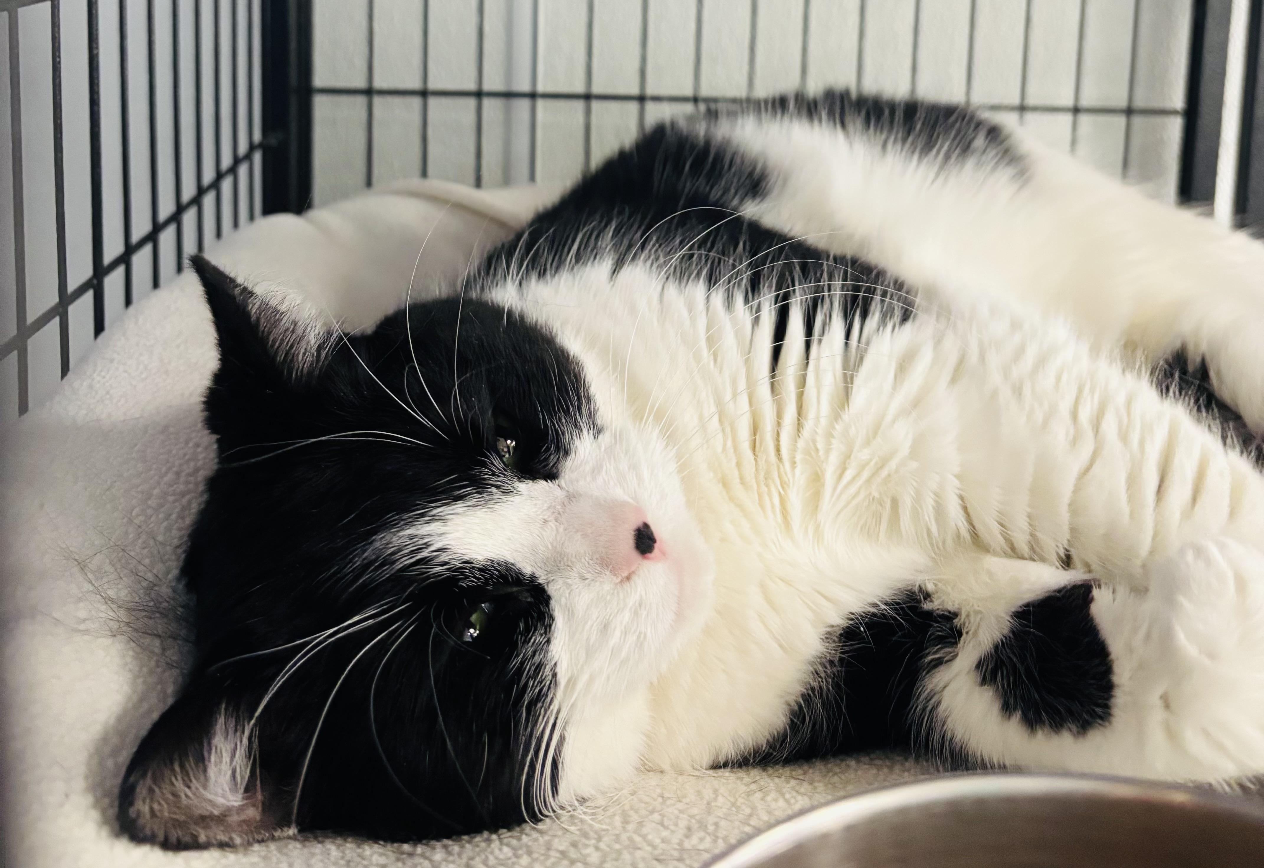 KeKe, an adopted Tuxedo in Grosse Ile, MI image 1/2