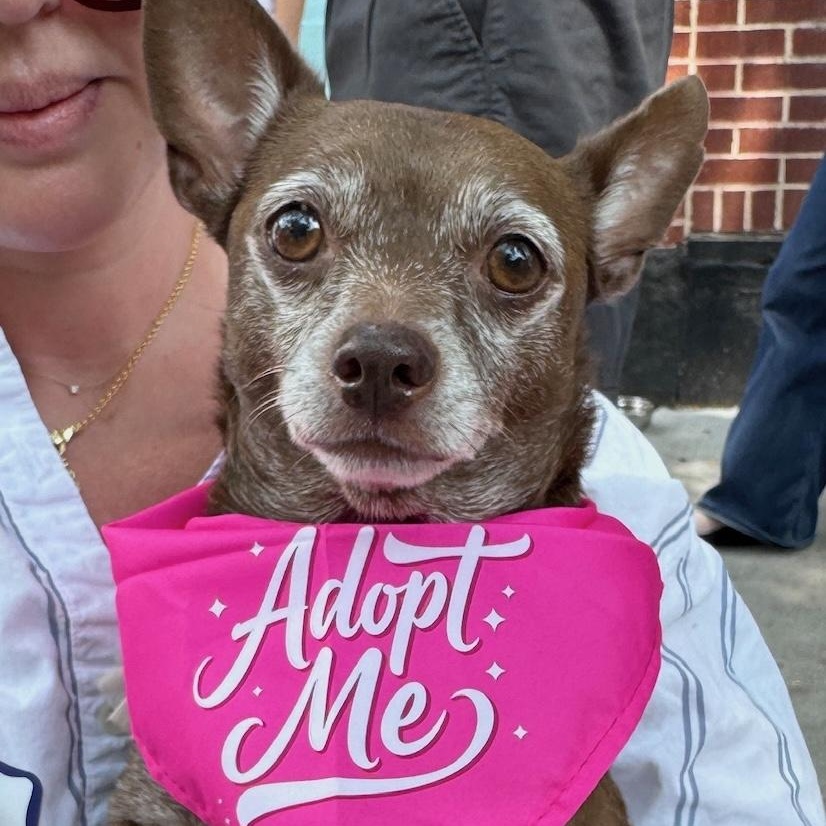 Enlarge Betty Boop, a Adoptable Chihuahua in Brooklyn, NY image 2/6