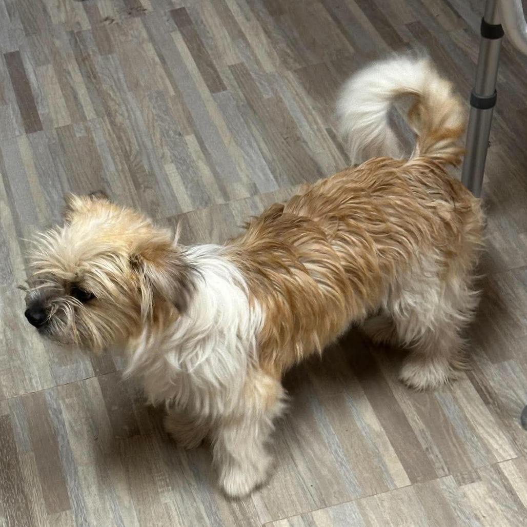 Enlarge Katie Available 9/26, a Adoptable mixed breed in Loves Park, IL image 2/3