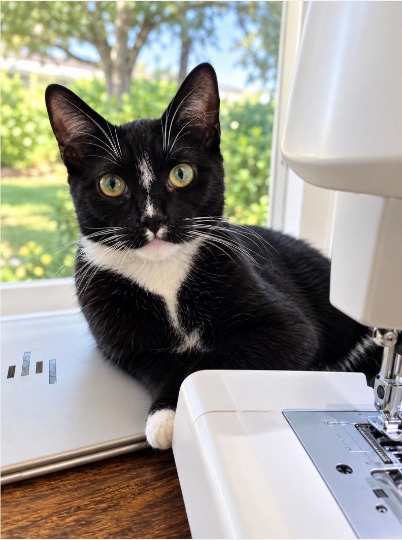 Enlarge Teddy - Brother of Matthew, a Adoptable Domestic Short Hair in Houston, TX image 1/6