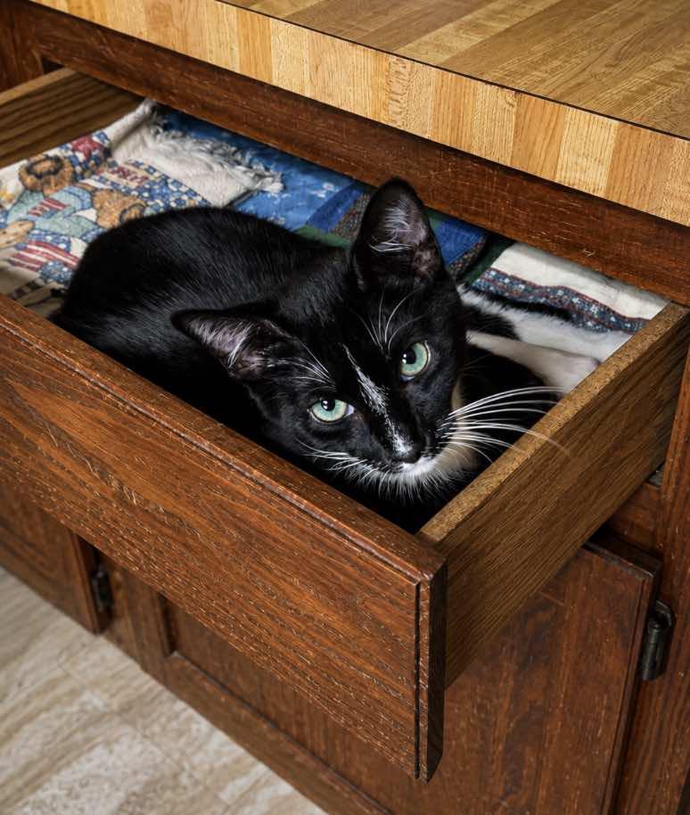 Enlarge Teddy - Brother of Matthew, a Adoptable Domestic Short Hair in Houston, TX image 6/6