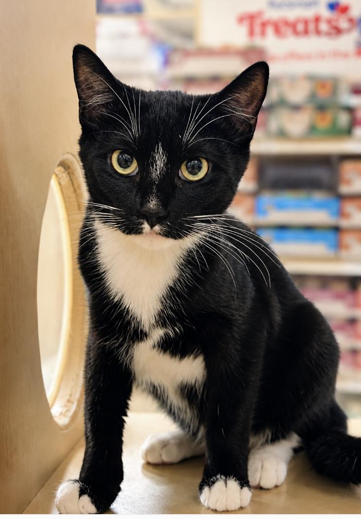 Enlarge Teddy - Brother of Matthew, a Adoptable Domestic Short Hair in Houston, TX image 4/6