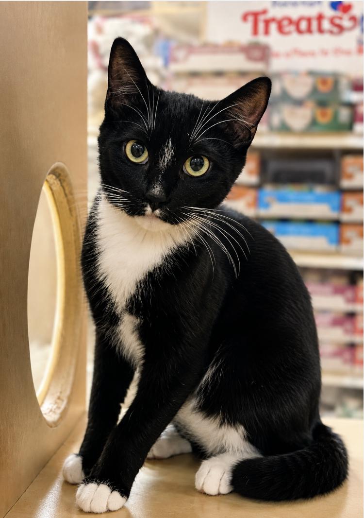Enlarge Teddy - Brother of Matthew, a Adoptable Domestic Short Hair in Houston, TX image 2/6