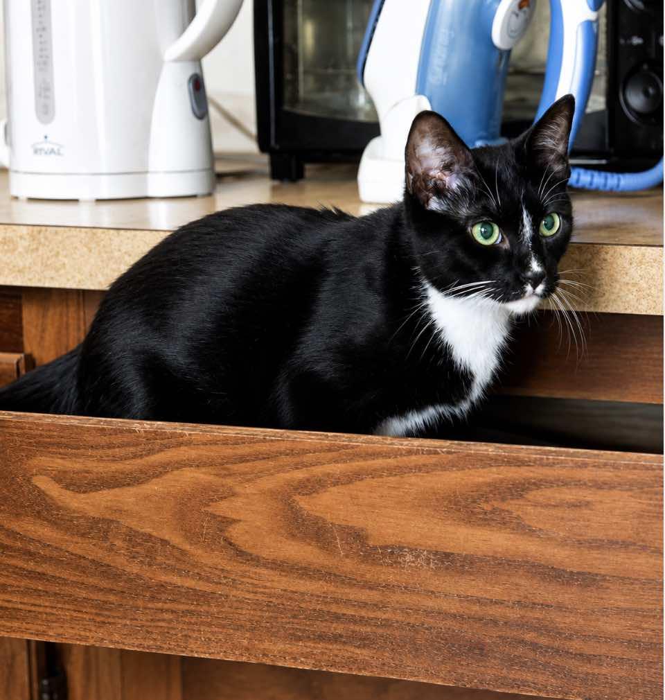 Enlarge Teddy - Brother of Matthew, a Adoptable Domestic Short Hair in Houston, TX image 5/6