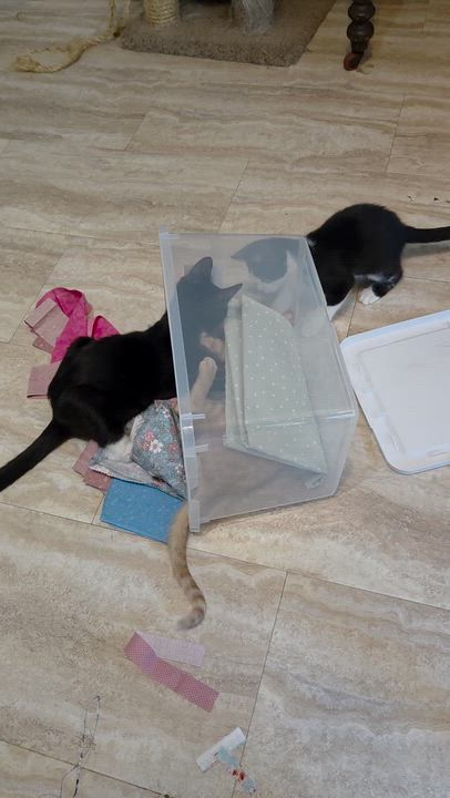 Enlarge Teddy - Brother of Matthew, a Adoptable Domestic Short Hair in Houston, TX video 3/6