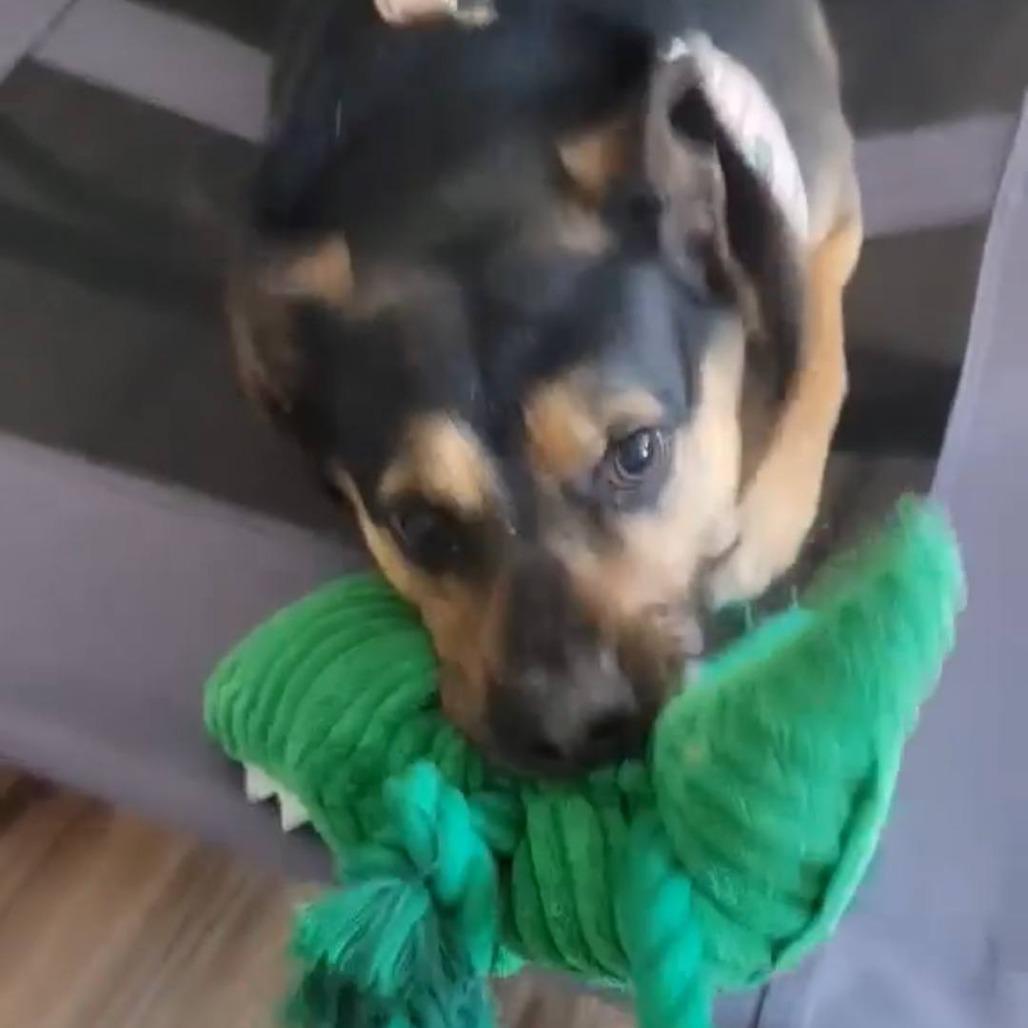 Enlarge Sassy, a Adoptable Mixed Breed in Brooksville, KY image 1/3