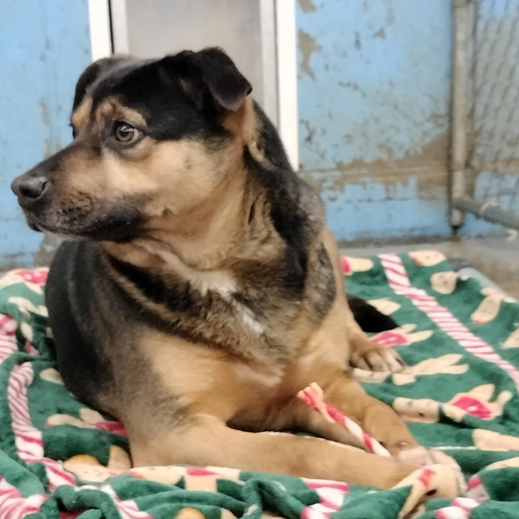 Enlarge Sassy, a Adoptable Mixed Breed in Brooksville, KY image 2/3