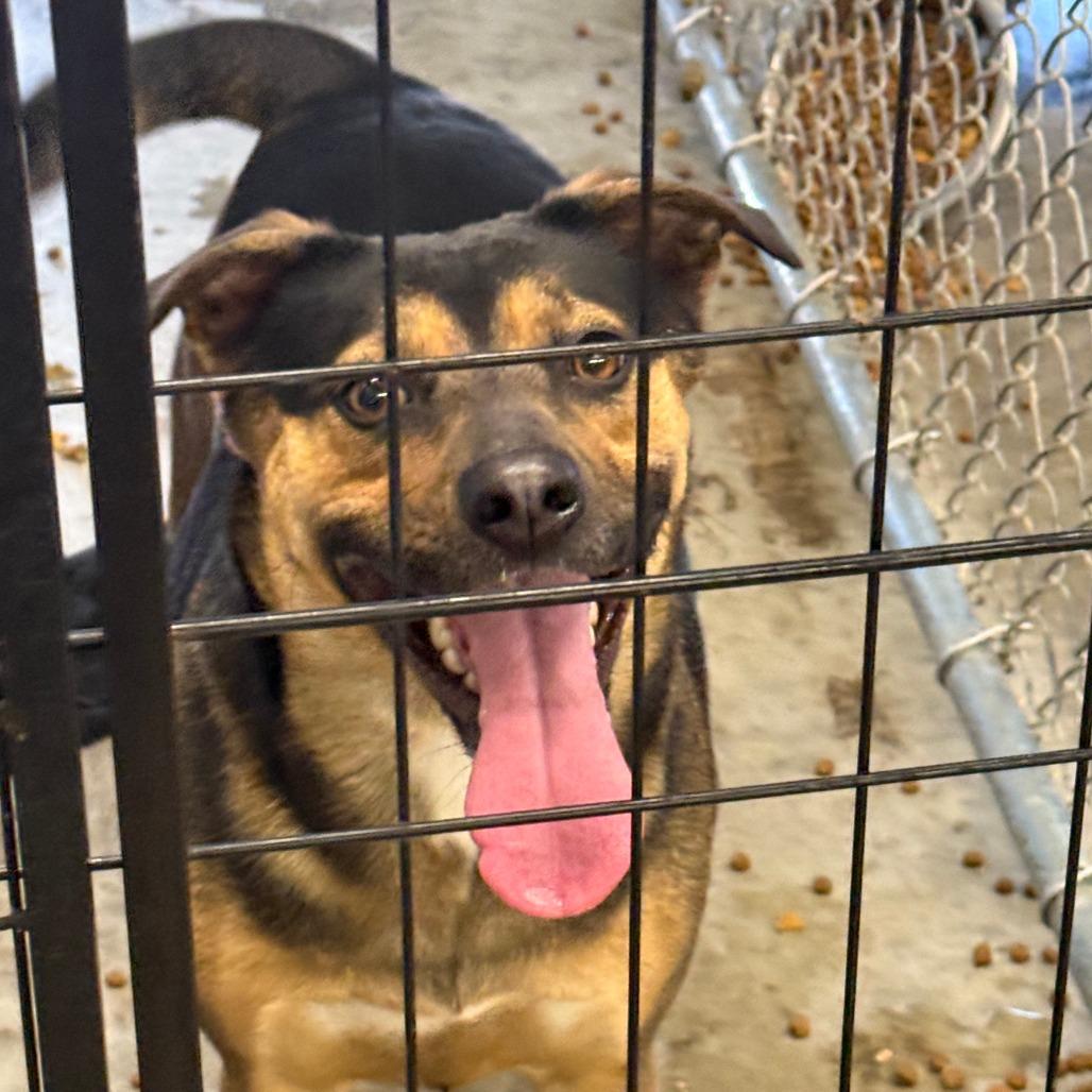 Enlarge Sassy, a Adoptable Mixed Breed in Brooksville, KY image 1/1