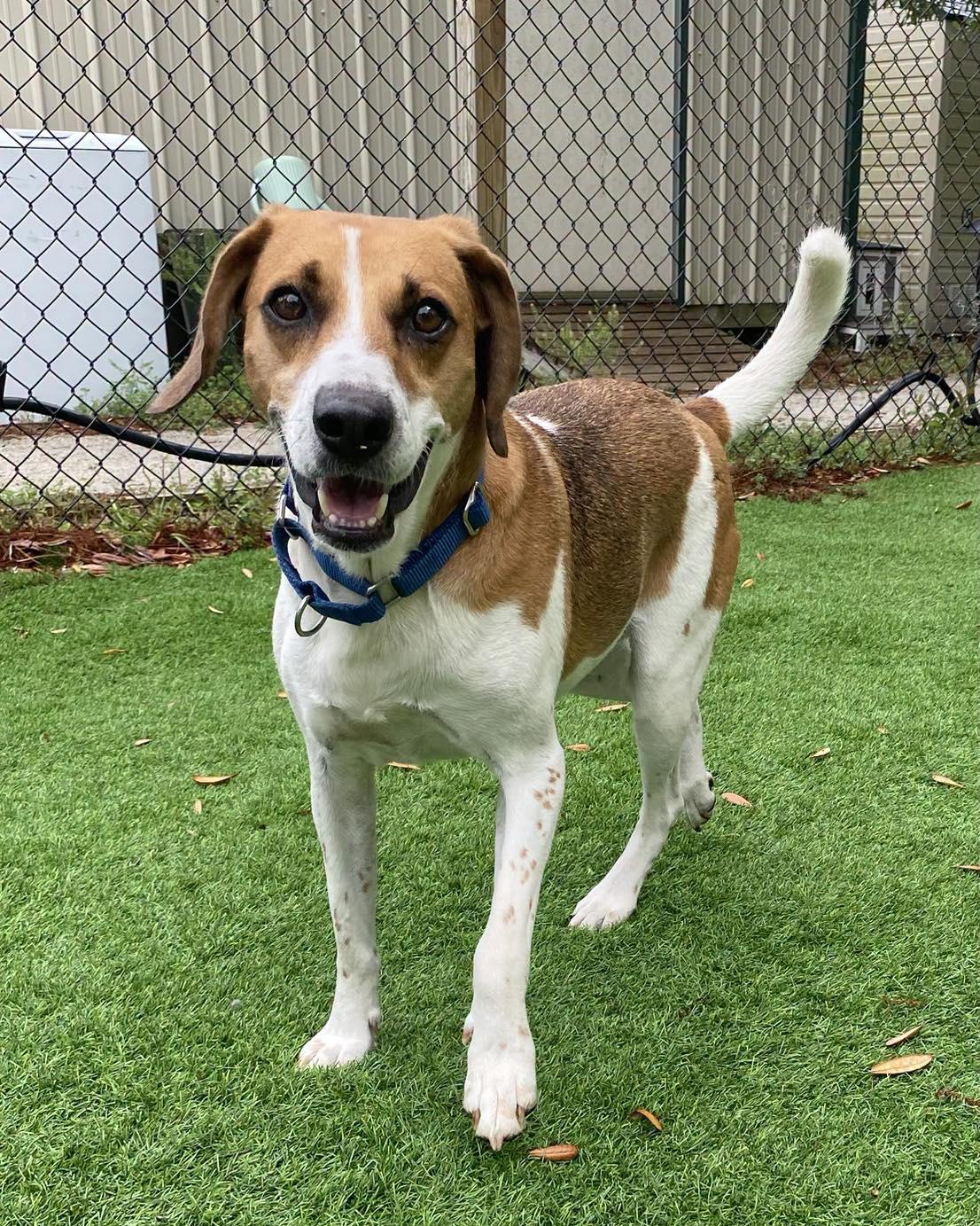 Simon, ADOPTABLE, Adult Male Hound.