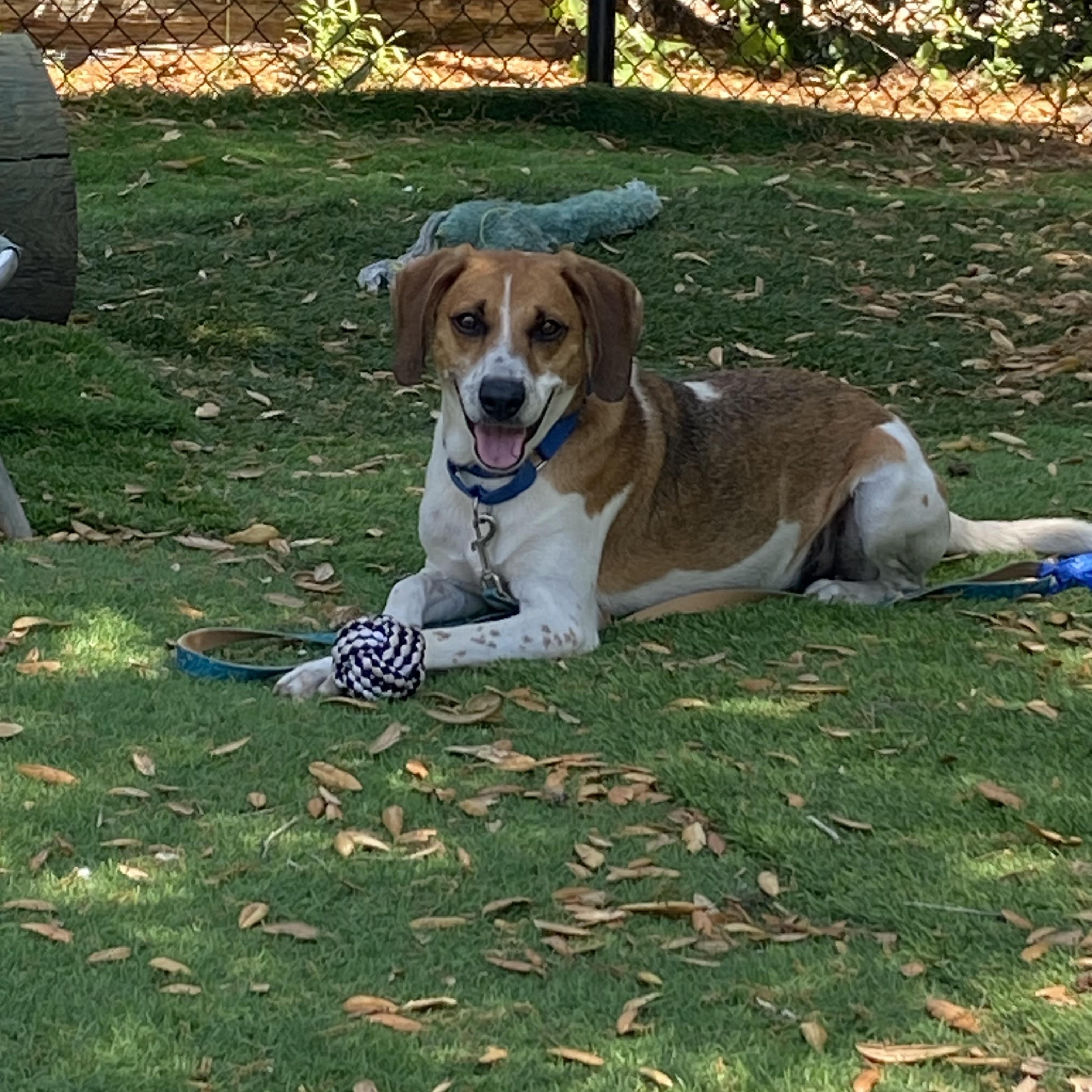 Simon, ADOPTABLE, Adult Male Hound.