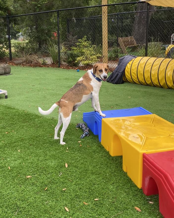 Simon, a ADOPTABLE Hound in Pawleys Island, SC image 4/4