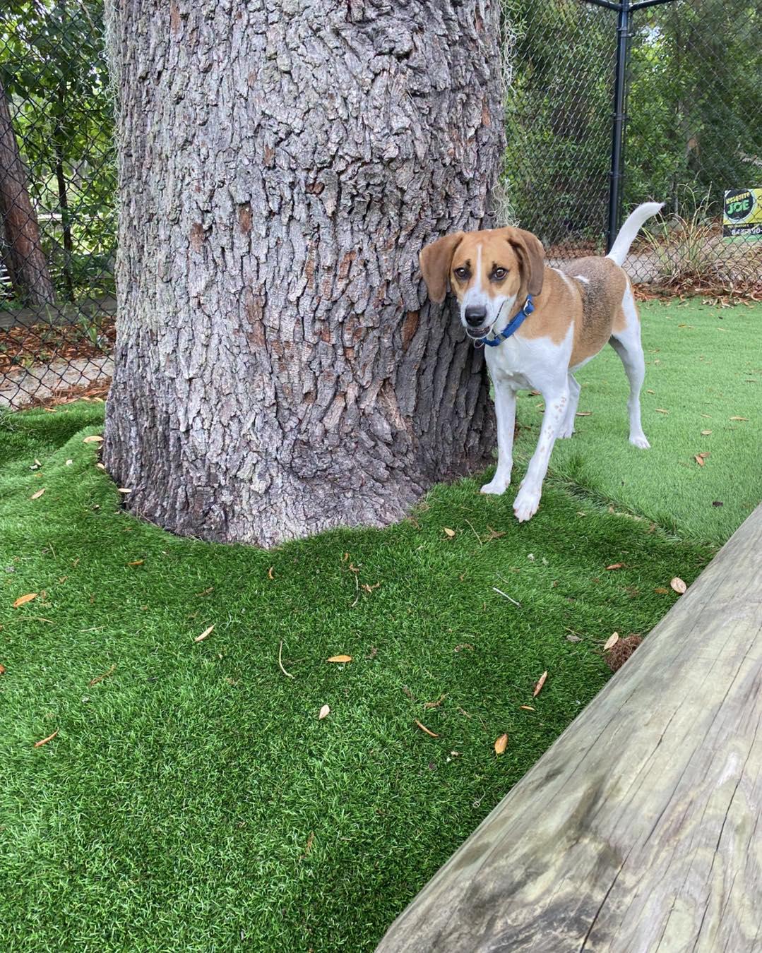 Simon, a ADOPTABLE Hound in Pawleys Island, SC image 3/4