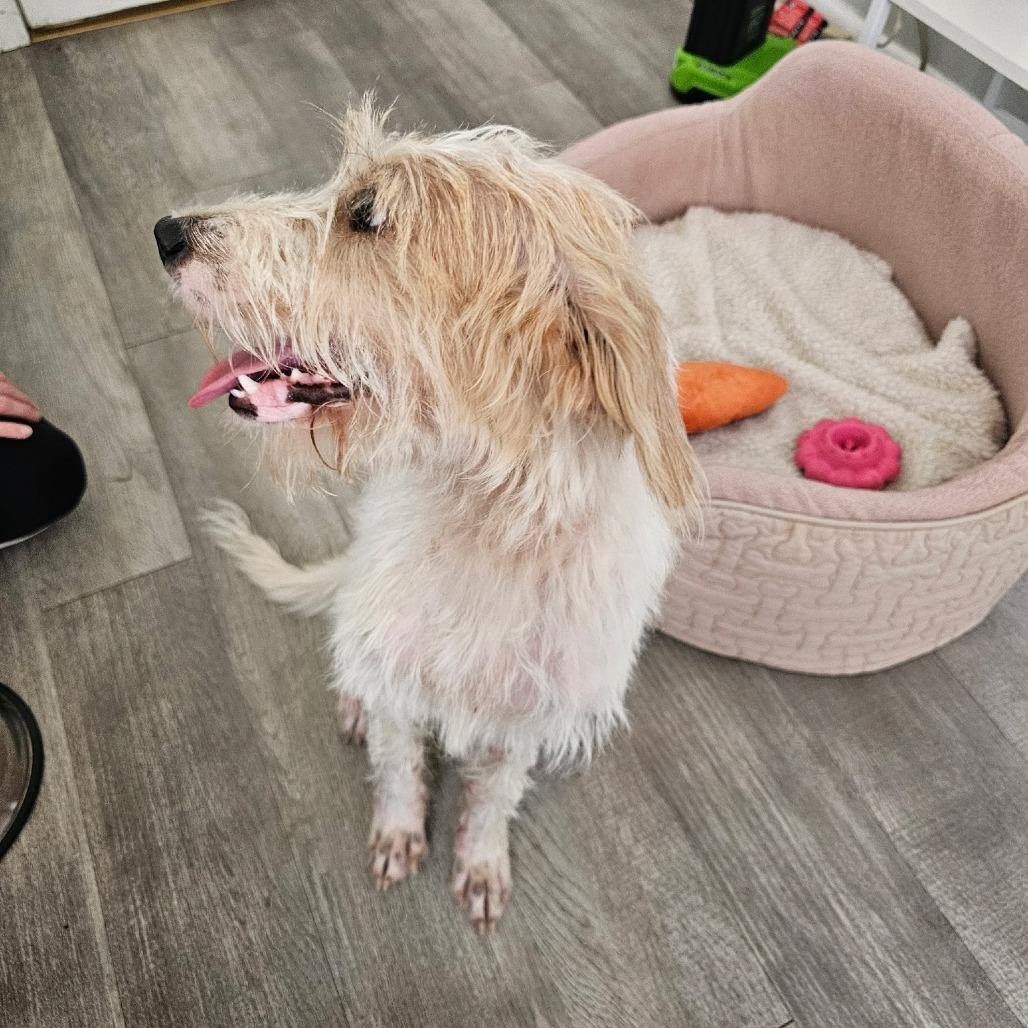 Charlie Brown III 26-079, Adoptable, Young Male Terrier & Mixed Breed.