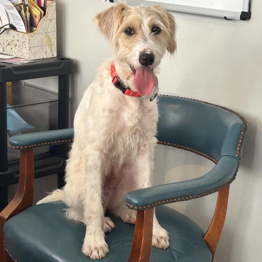 Enlarge Charlie Brown III 26-079, a Adoptable mixed breed in Little Rock, AR image 2/5