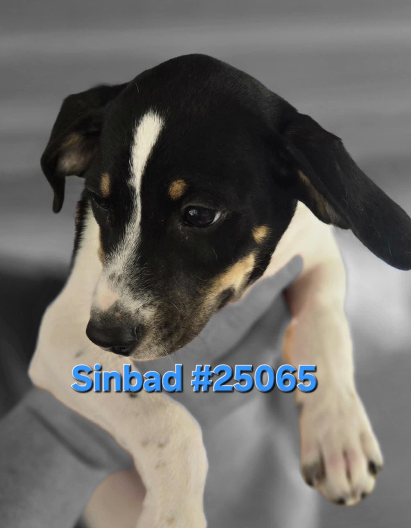 Sinbad #25065, Baby Male unknown