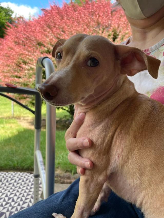 Rocky, a ADOPTABLE mixed breed in Salem, OR image 2/5