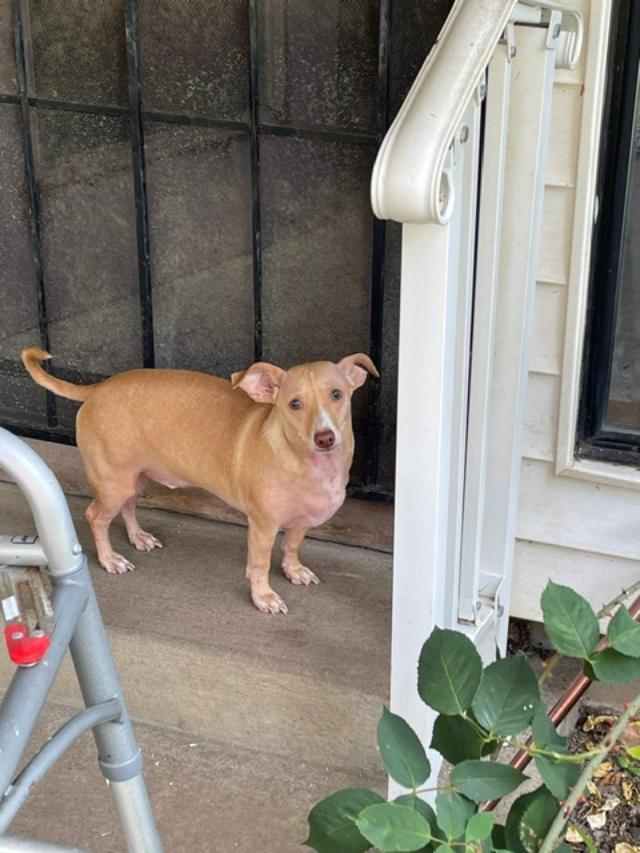 Rocky, a ADOPTABLE mixed breed in Salem, OR image 4/5