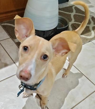 Rocky, a ADOPTABLE mixed breed in Salem, OR image 1/5