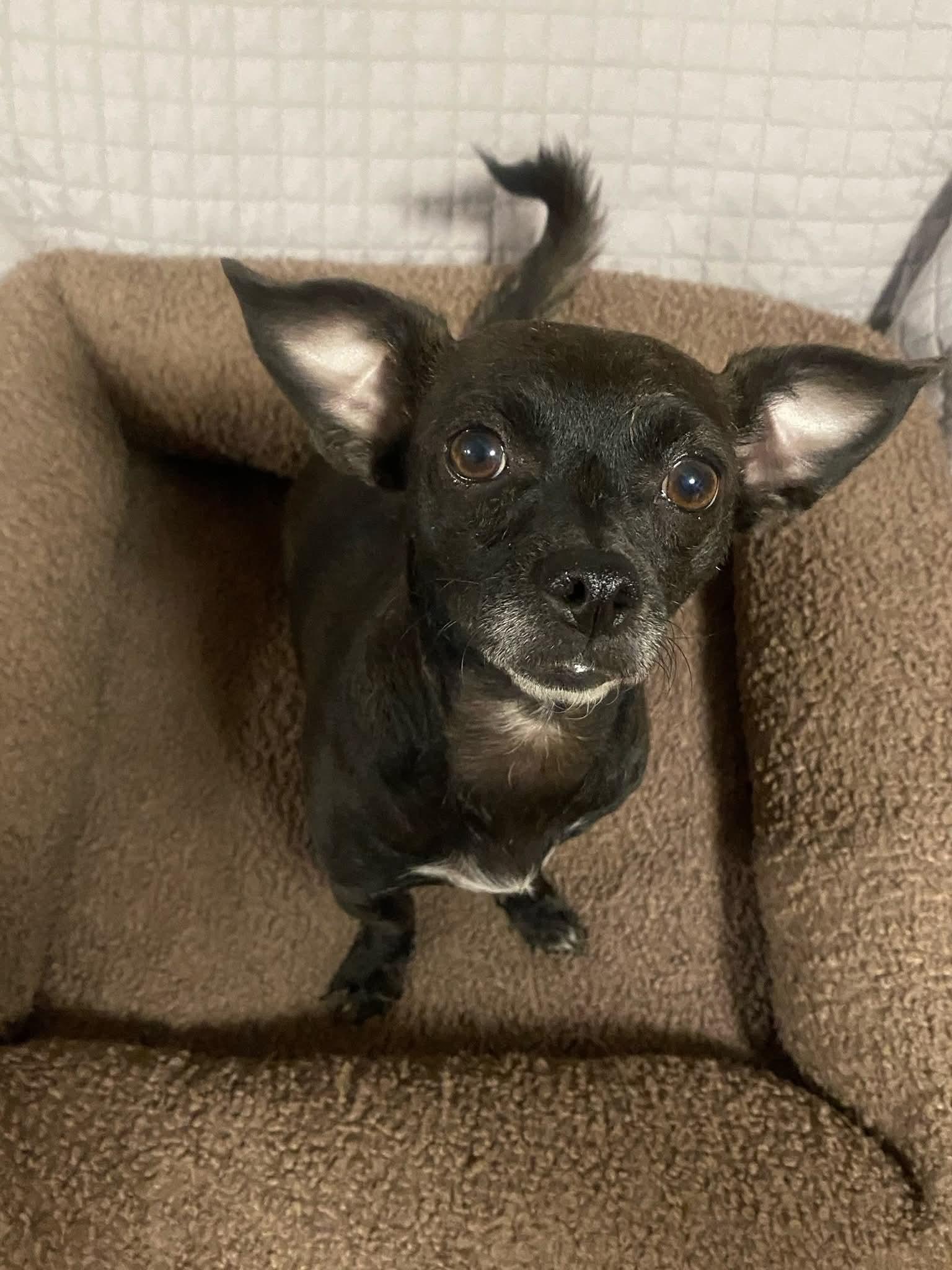 Enlarge Sunny, a Adoptable mixed breed in Oakland, CA image 1/5