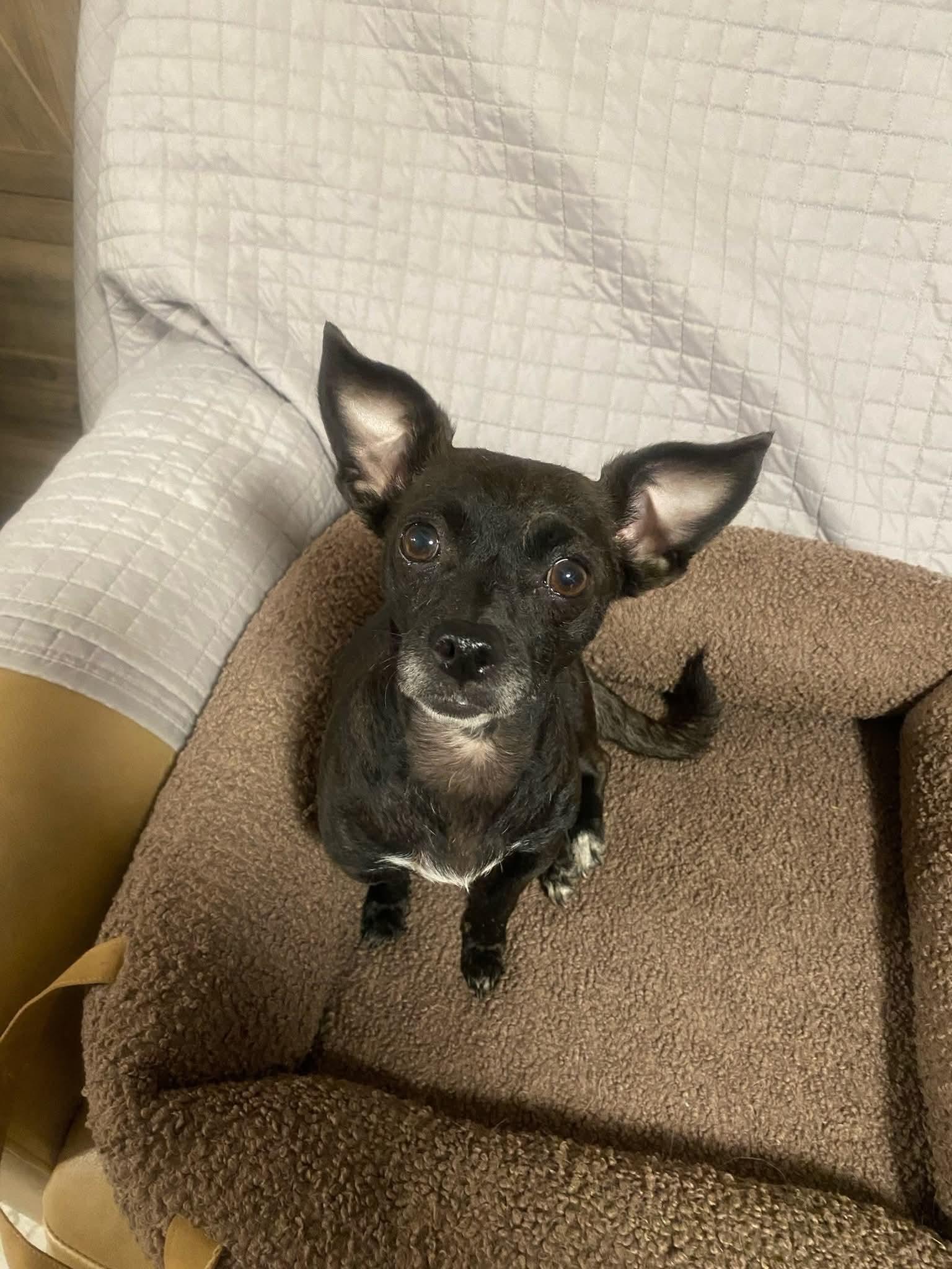 Enlarge Sunny, a Adoptable mixed breed in Oakland, CA image 2/5