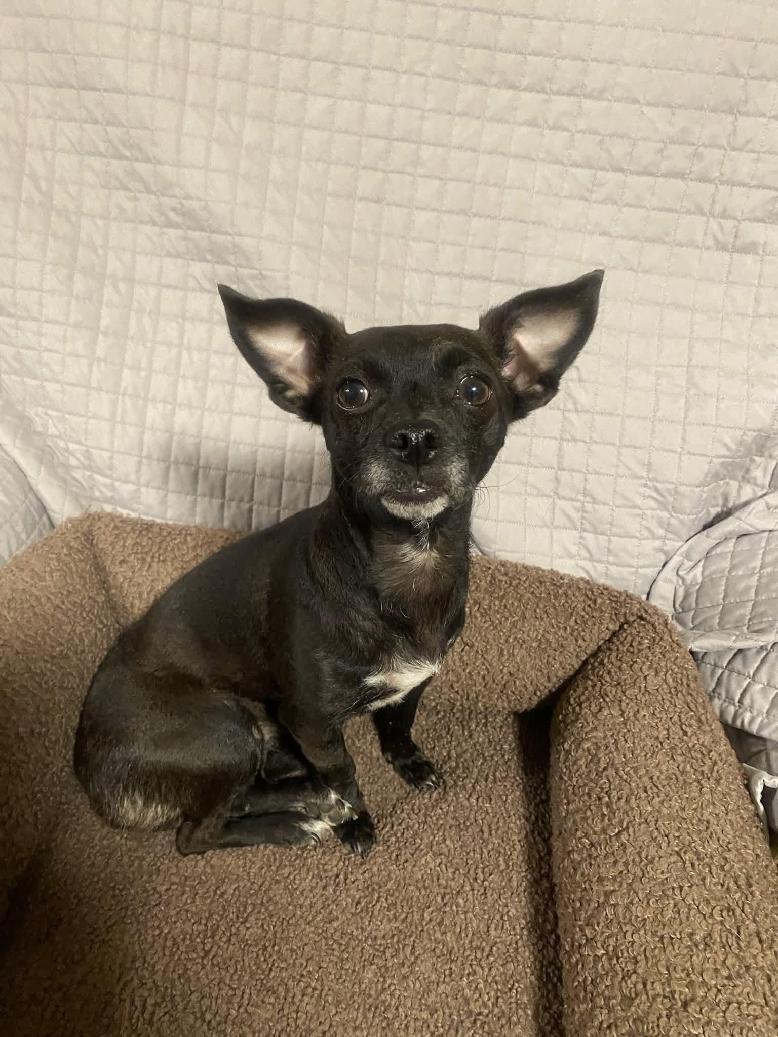 Enlarge Sunny, a Adoptable mixed breed in Oakland, CA image 3/5