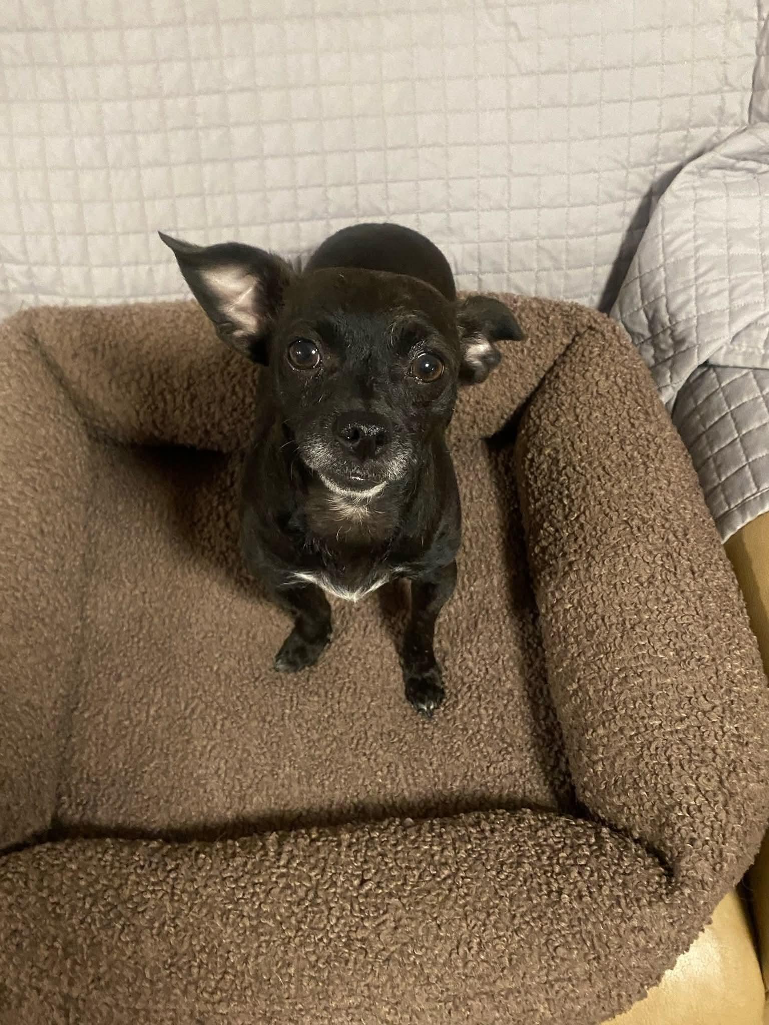 Enlarge Sunny, a Adoptable mixed breed in Oakland, CA image 4/5