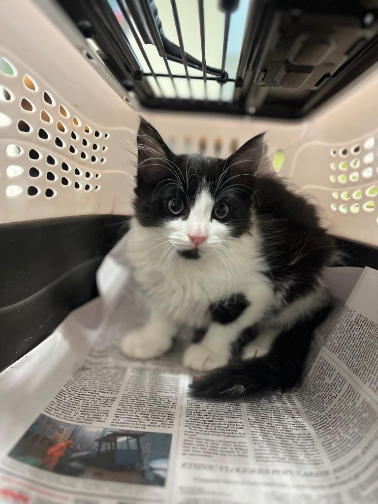 2026-05-169, Adopted, Kitten Female Domestic Medium Hair.